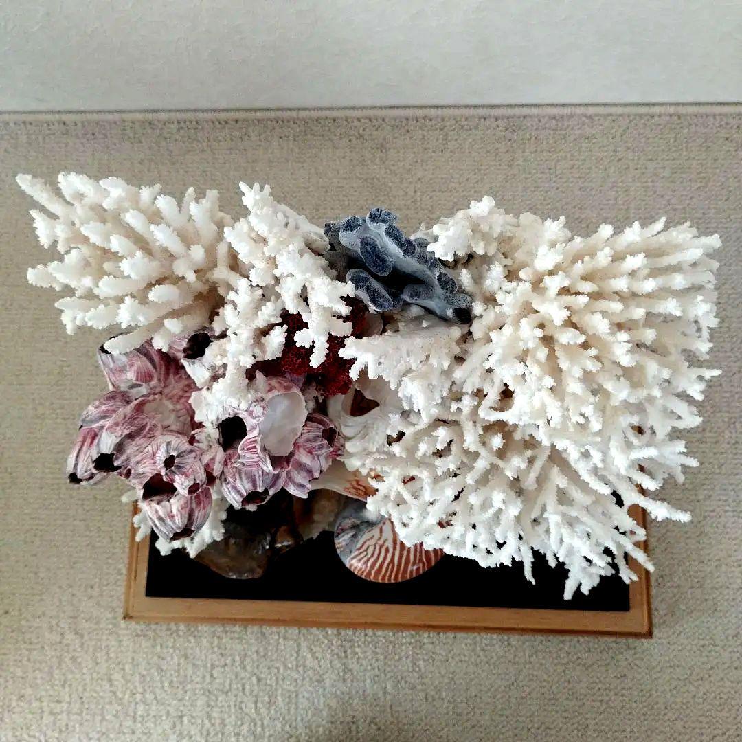 美品 珊瑚礁 置物 ガラスケース入り 特大 48cm - メルカリ