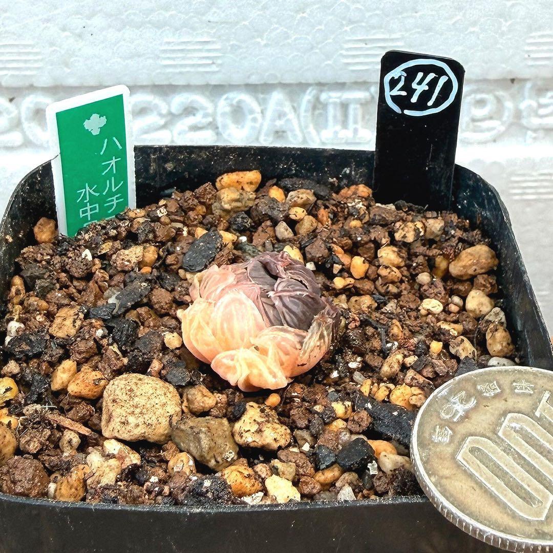 微根発根済‼️極上班‼️多肉植物 ハオルチア オブツーサ錦 水中月錦