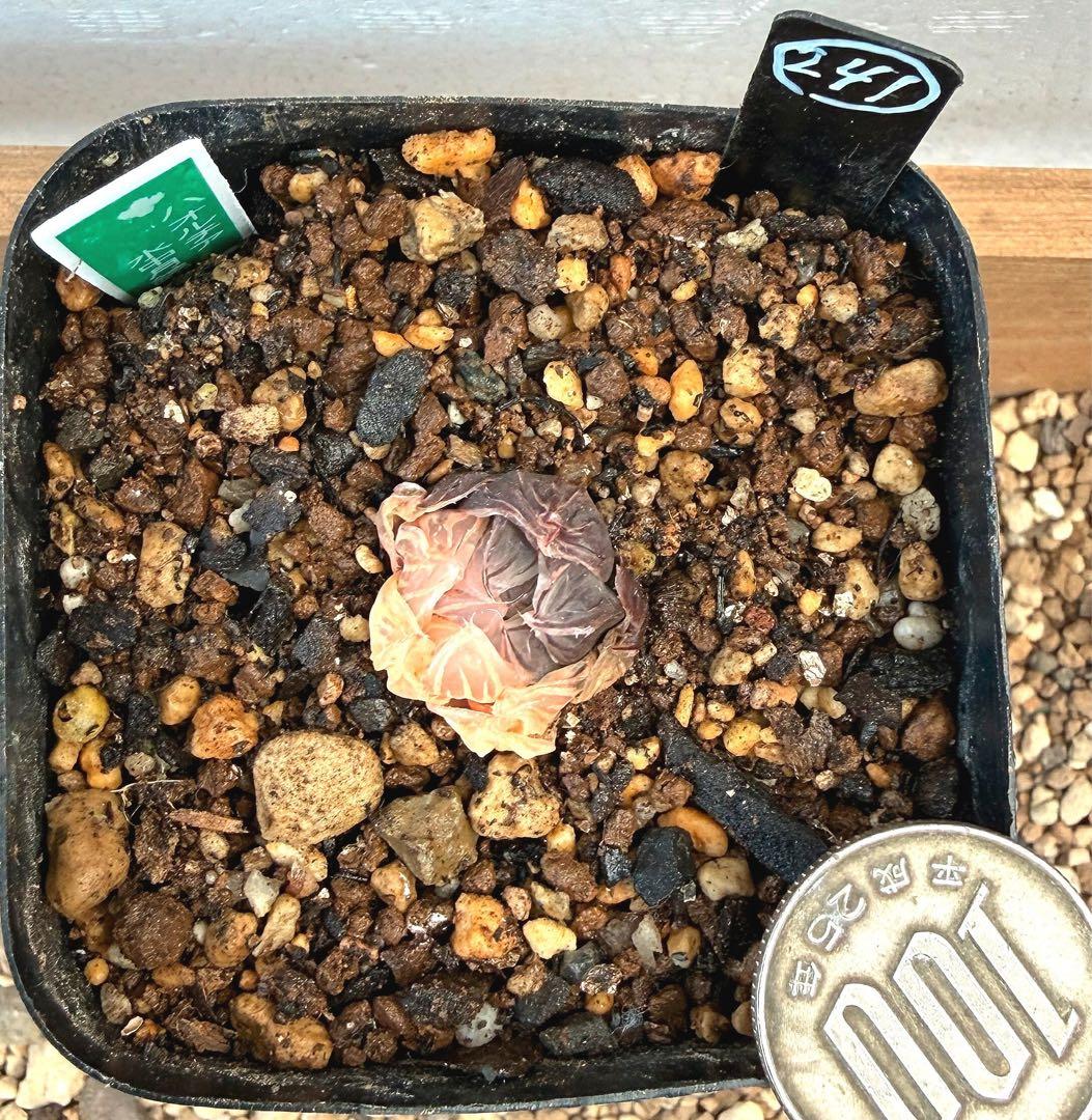 微根発根済‼️極上班‼️多肉植物 ハオルチア オブツーサ錦 水中月錦