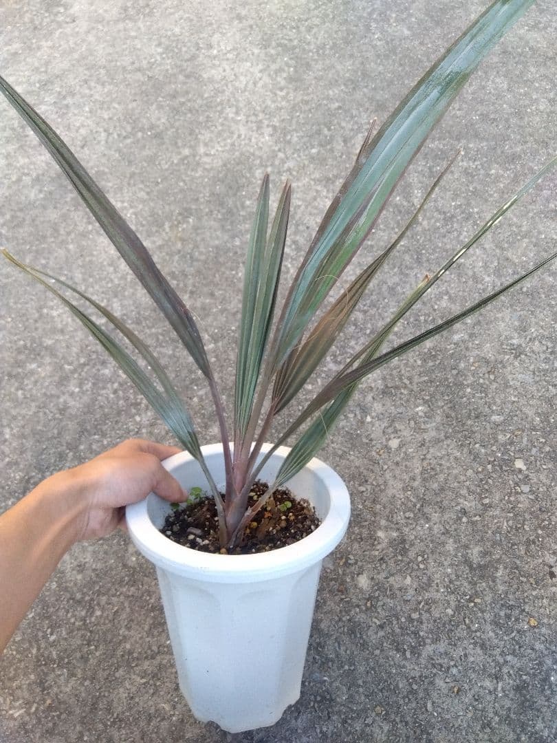 ビスマルキア　ノビリス　6号鉢つき　① 植物販売】兵庫県宝塚市㈱陽春園植物場ネット通販『ビスマルキア』