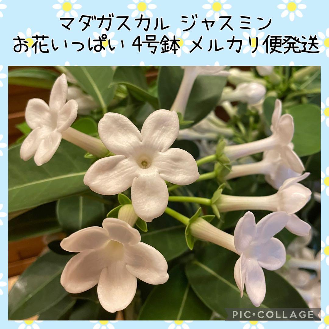 【花苗】マダガスカルジャスミン ② ４号鉢ごと メルカリ便発送　母の日に❤︎ マダガスカルジャスミン】約4号 約50cm 鉢ごと発送 送料込み - メルカリ