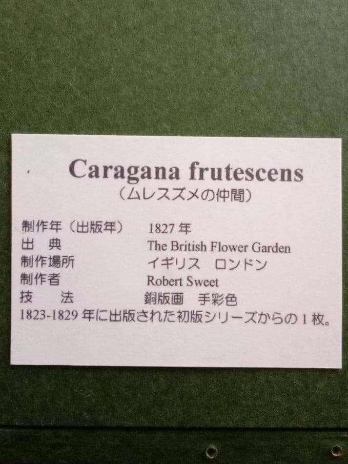 イギリス ボタニカル画の額装品 銅版画に手彩色 1827年 - メルカリ