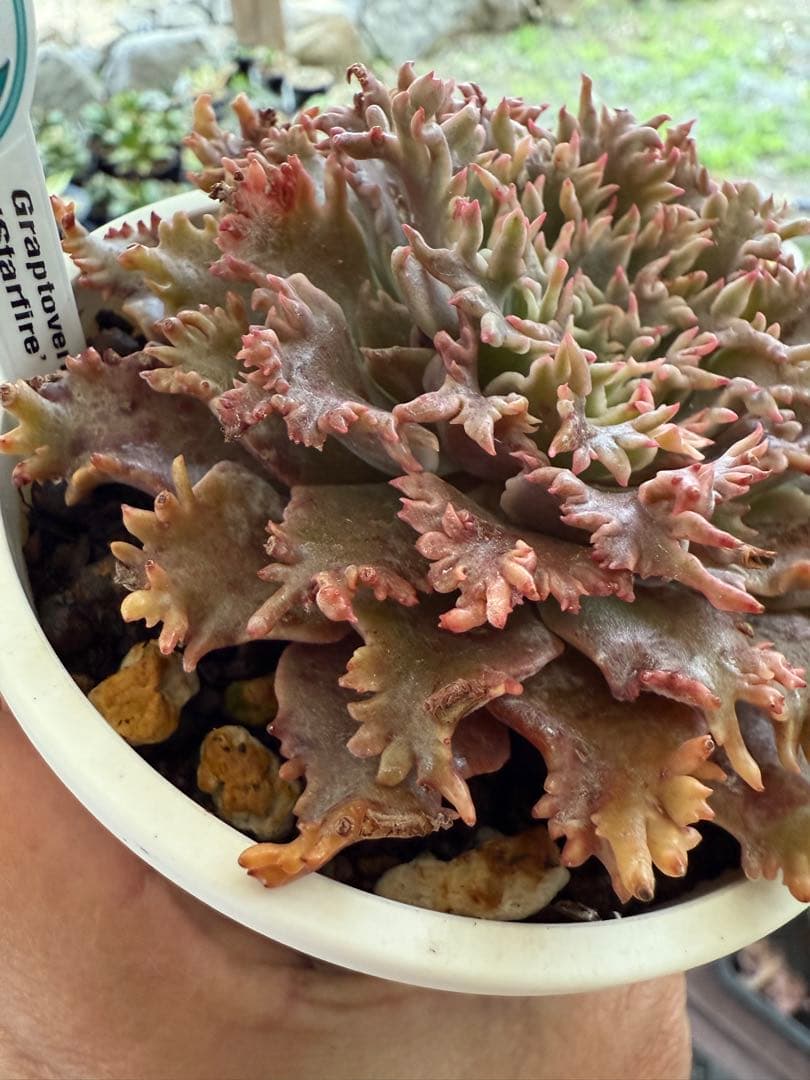 しゅみ様専多肉植物スターファイヤー✨美苗✨カット苗札なし