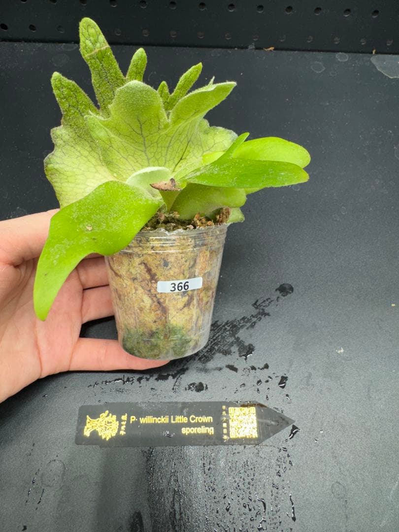 P.willinckii Little Crown Sporeing #366 - メルカリ