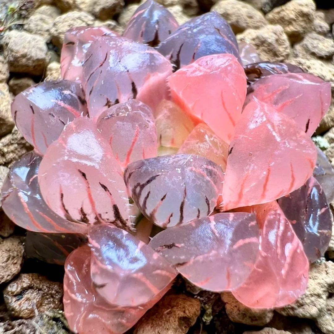 k*n様 多肉植物 ハオルチア OB-1紫オブツーサ錦 鮮明錦 極上斑 - メルカリ