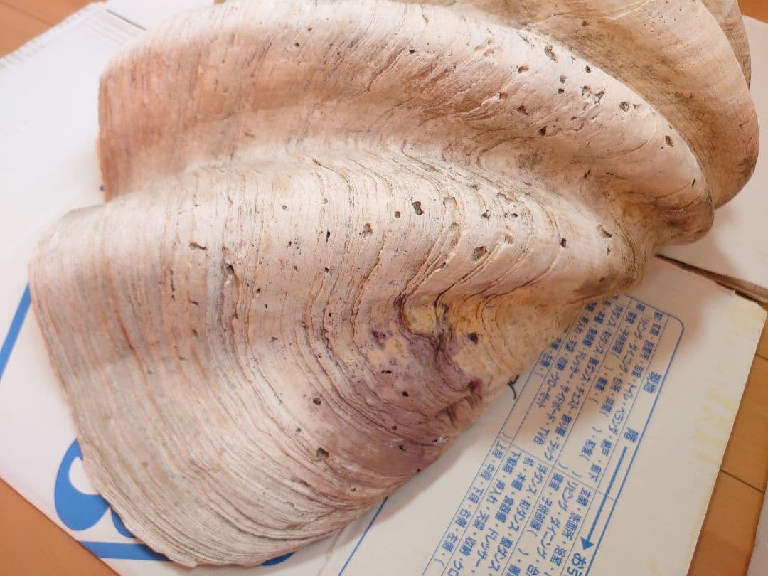 オオシャコガイ シャコ貝 約67×約44×24cm 約28kg 希少 天然