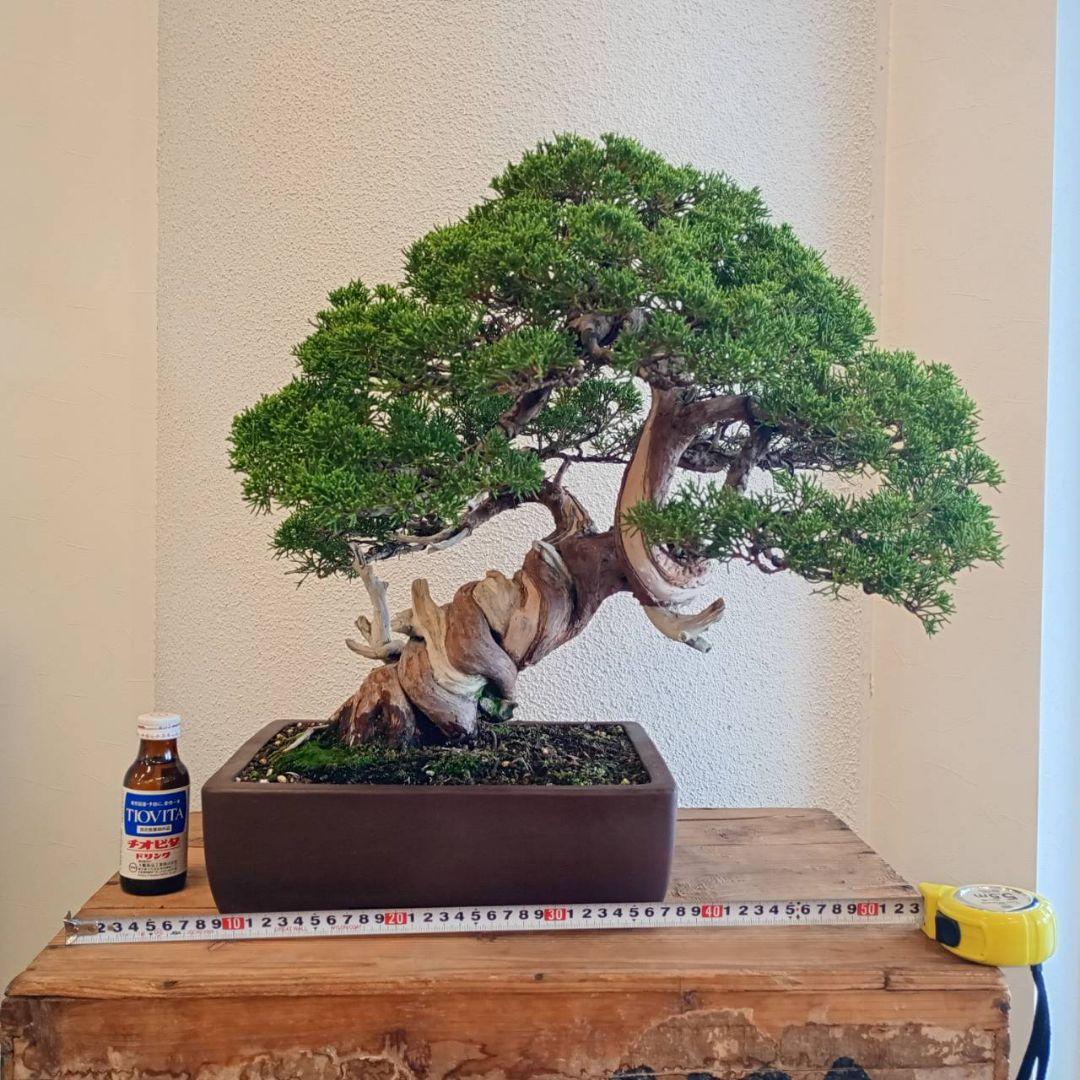 盆栽 真柏　樹高鉢底より約50cm 盆栽・真柏 Bonsai Juniper – bonsailife686868