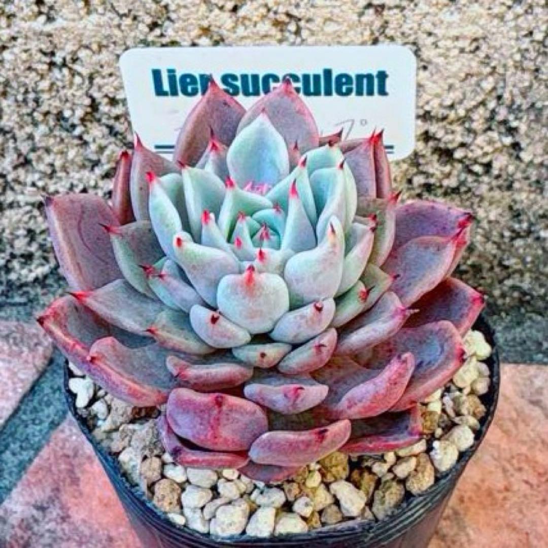 多肉植物 リエール苗 ブラックチップ 札なし - メルカリ