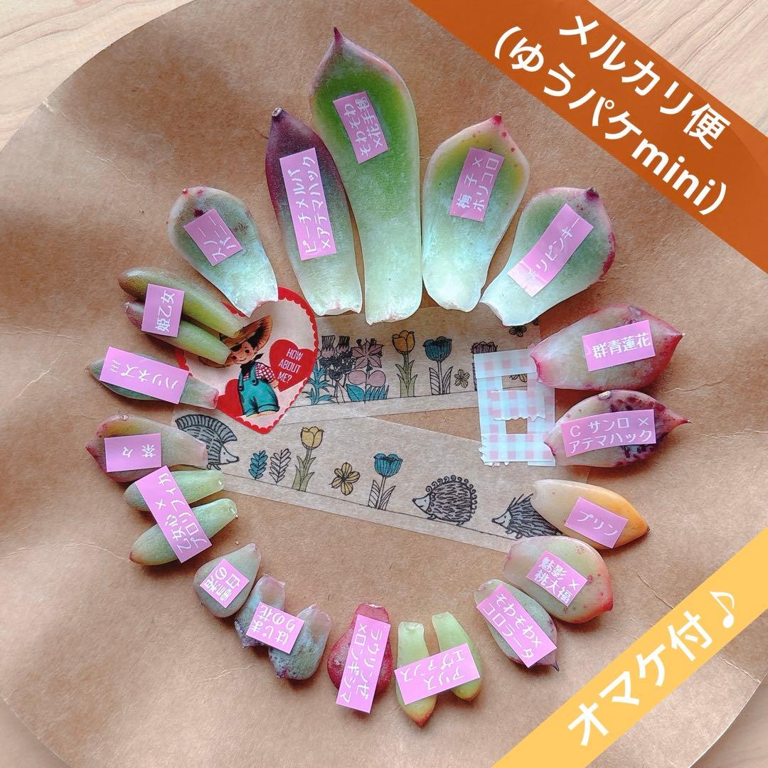 メルカリ便） 多肉植物 葉挿しセット⑧ ♥ピックのオマケ付♥ - メルカリ