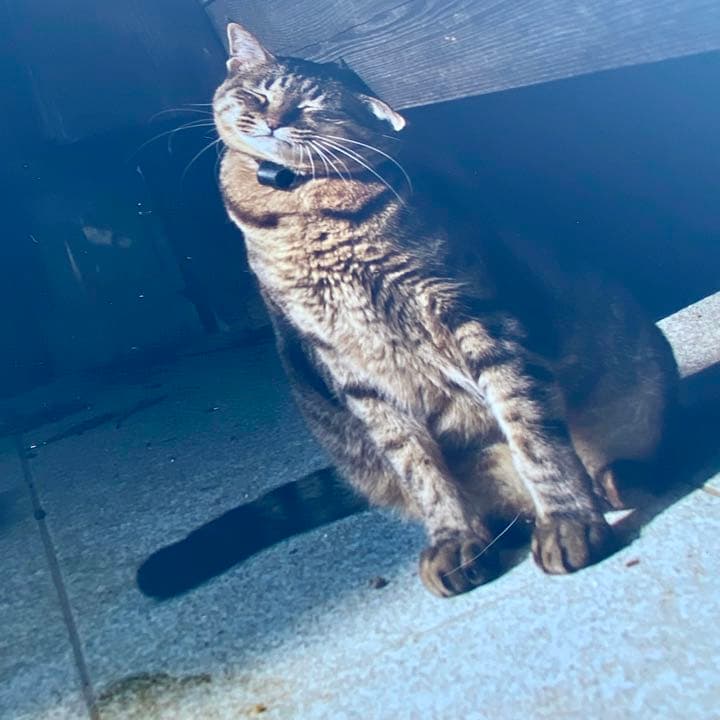 希少】岩合光照さん 猫写真パネル！ - メルカリ