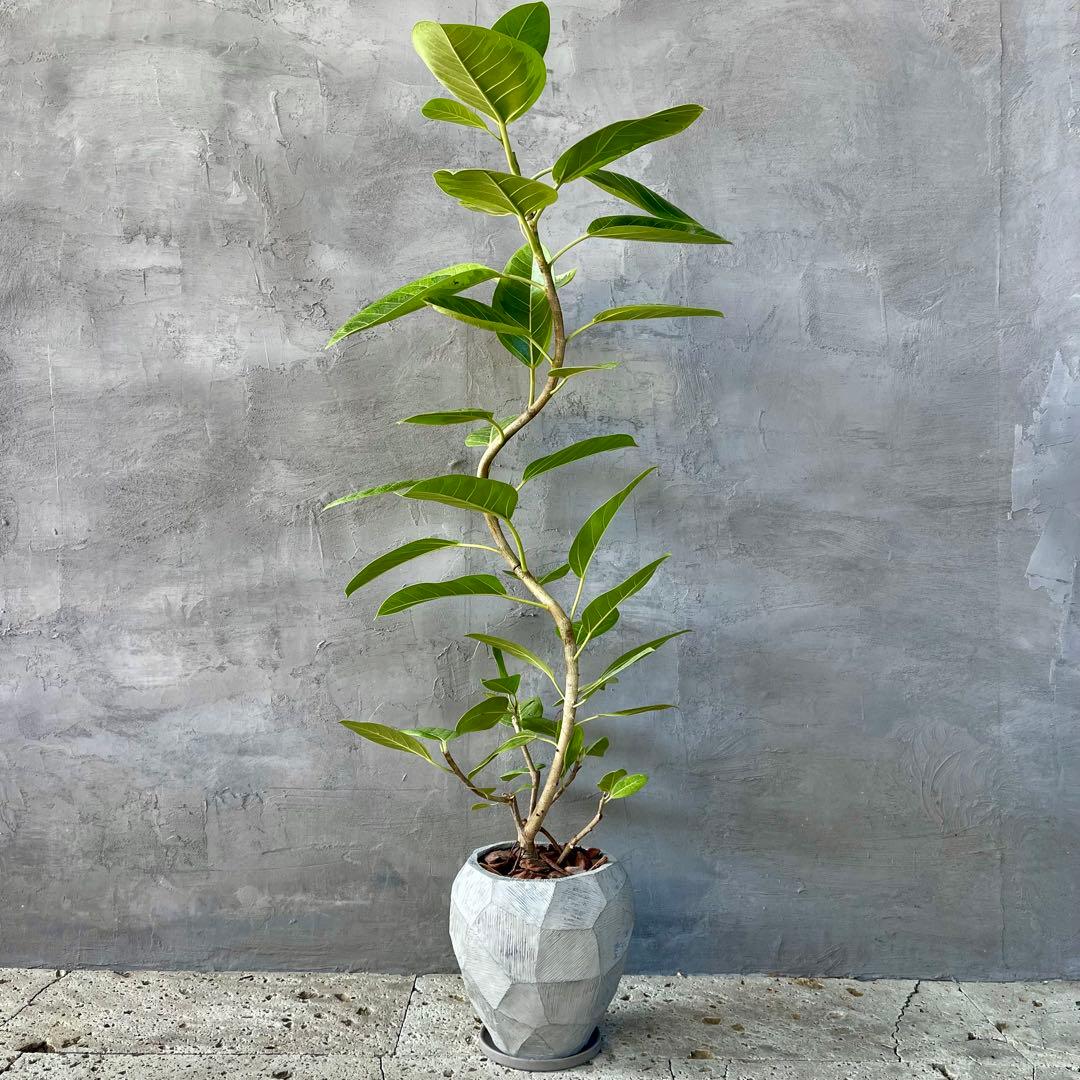特大　フィカス アルテシマ　曲がり仕立て　9号　陶器鉢　植え込み発送 特大 フィカス アルテシマ 曲がり仕立て 9号 陶器鉢 植え込み発送