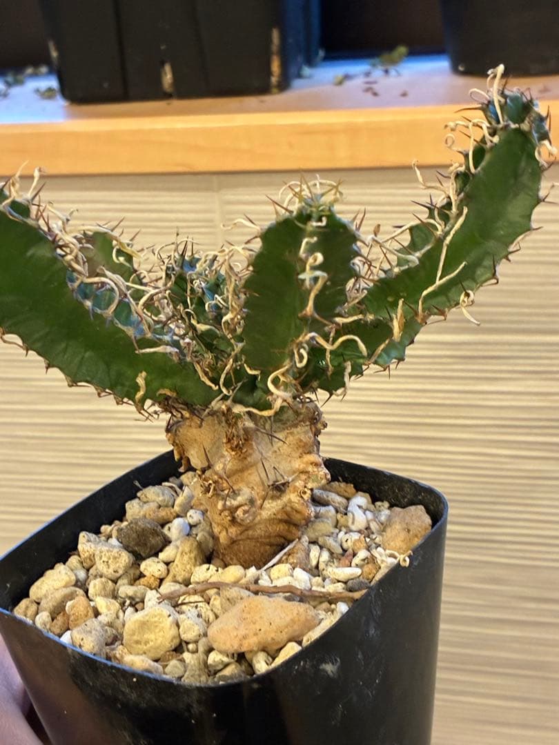 ユーフォルビア　ムランジーナ ユーフォルビア ムランジーナ 004 – linkplants -リンクプランツ-
