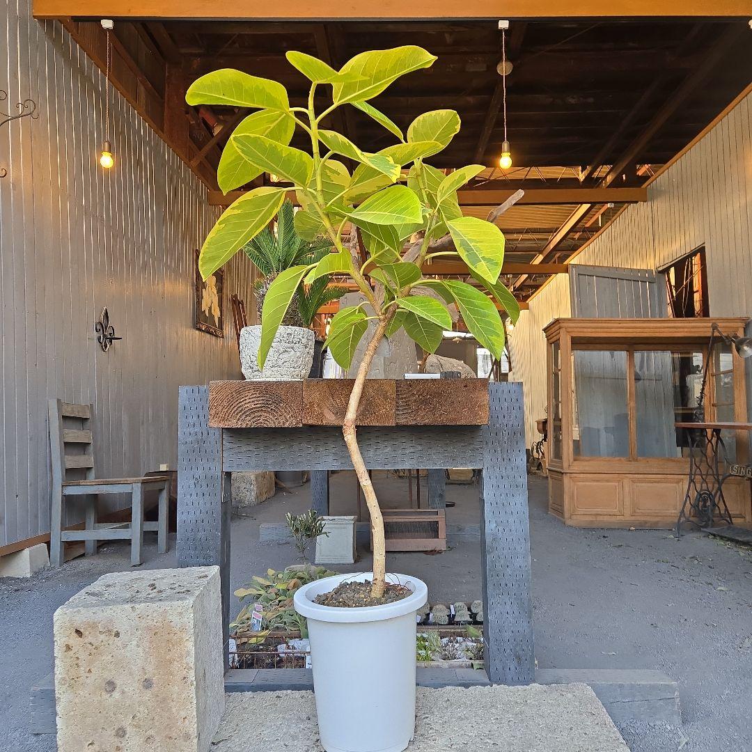 ⑥　フィカス　アルテシマ　曲がり仕立て８号　最高等級 園芸ネット本店｜フィカス：アルテシマ（曲がり）8号鉢植え の通販【公式】