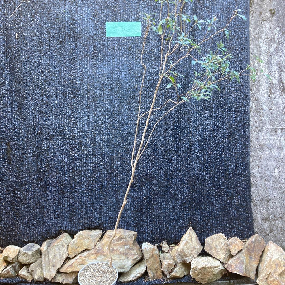 山採り アセビ 馬酔木 約180センチ - メルカリ
