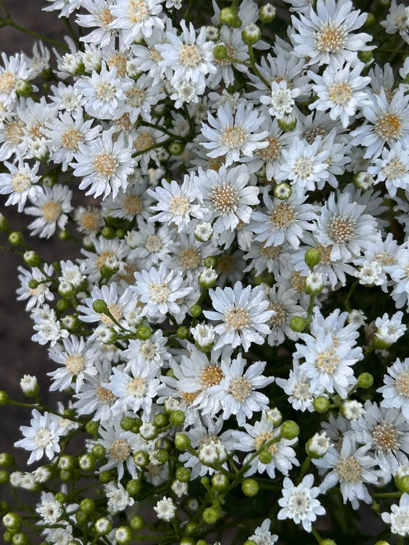 雪白柳葉友禅菊（セッパクヤナギバユウゼンギク）抜き苗2株 ポットの