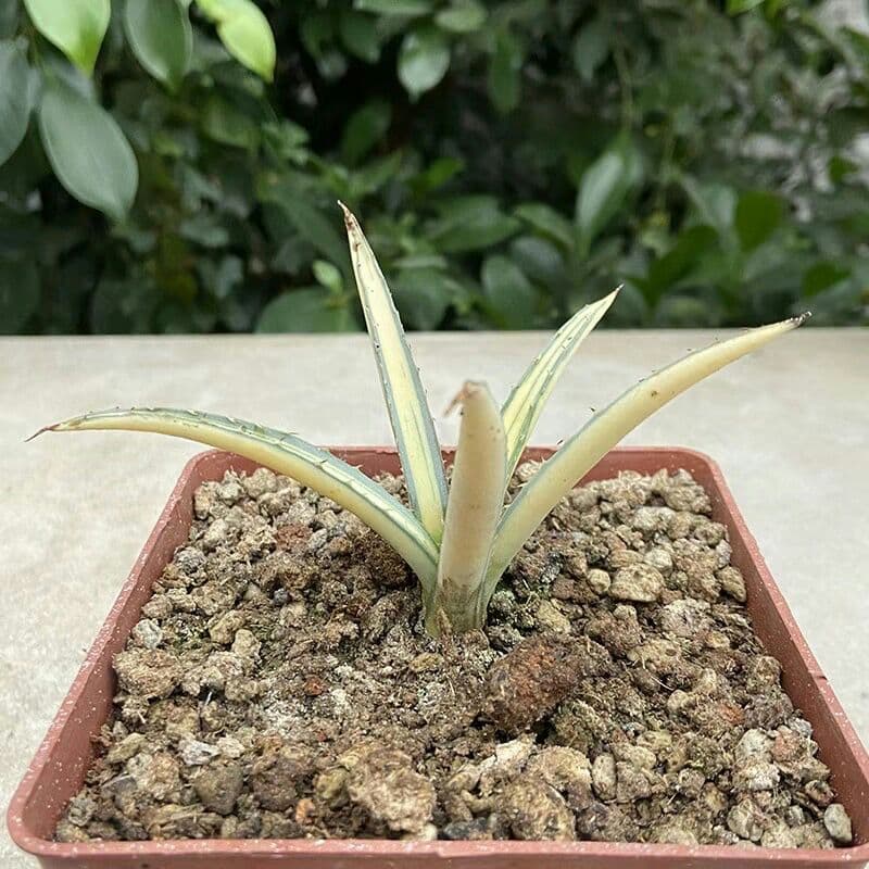Homalomena sp. 黒閃 from kapuas【AZ0819-2】