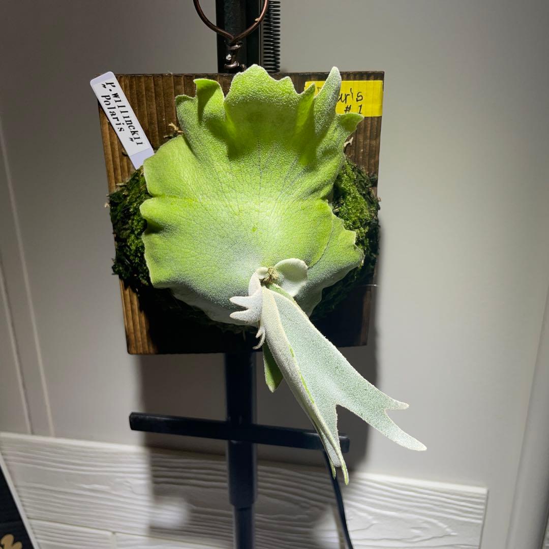 ビカクシダ P.willinckii Polaris ポラリス 子株 #1 - メルカリ