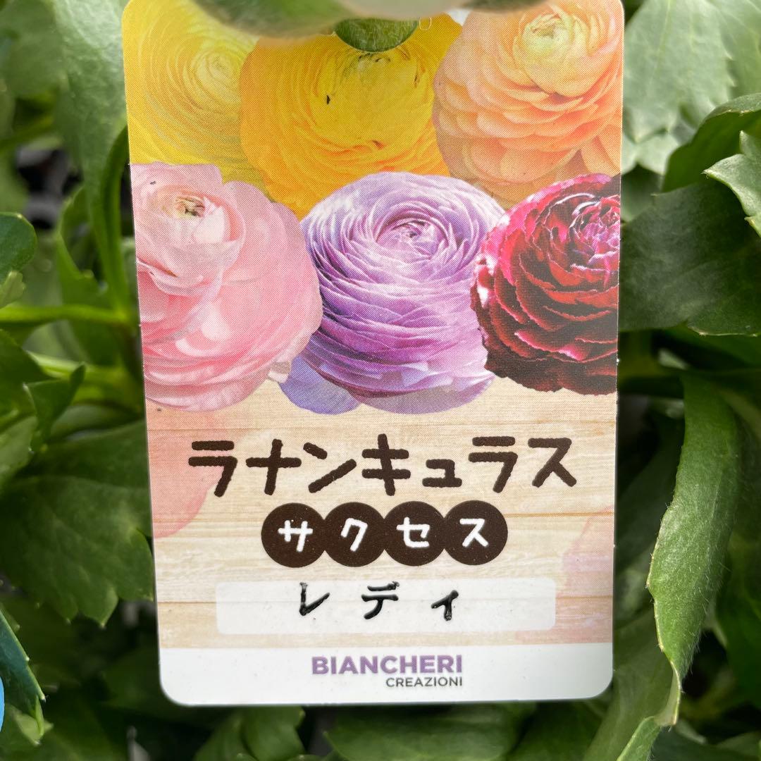きよひよひな