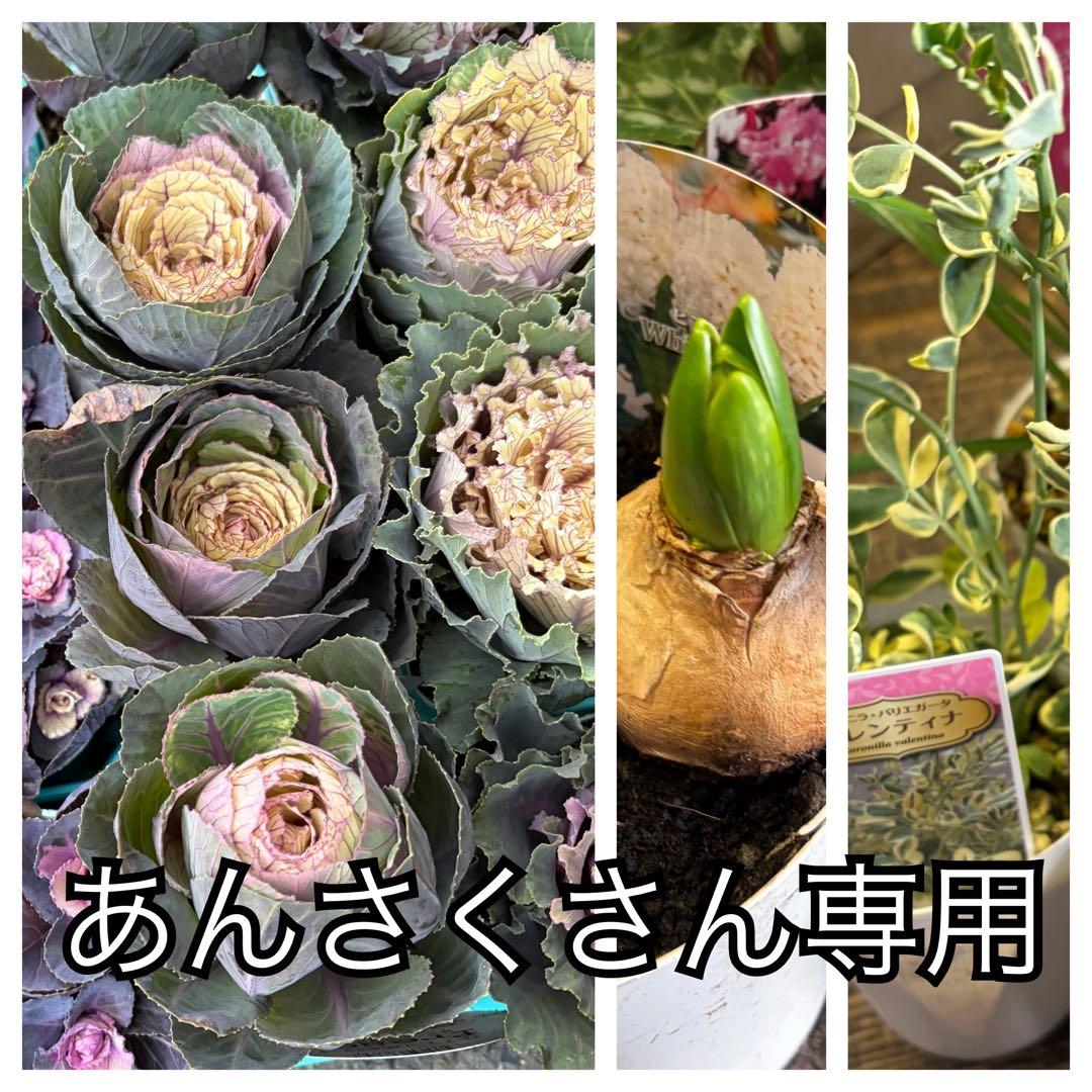 【専用商品】　リクエストアソート　ハボタン　コロニラ　ヒヤシンス 専用商品】 リクエストアソート ハボタン コロニラ ヒヤシンス 専用