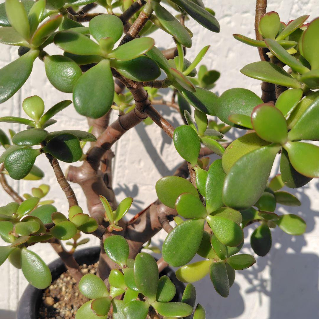 2*o様 大きい❗️ 金のなる木 多肉植物 縁起物 8号 花