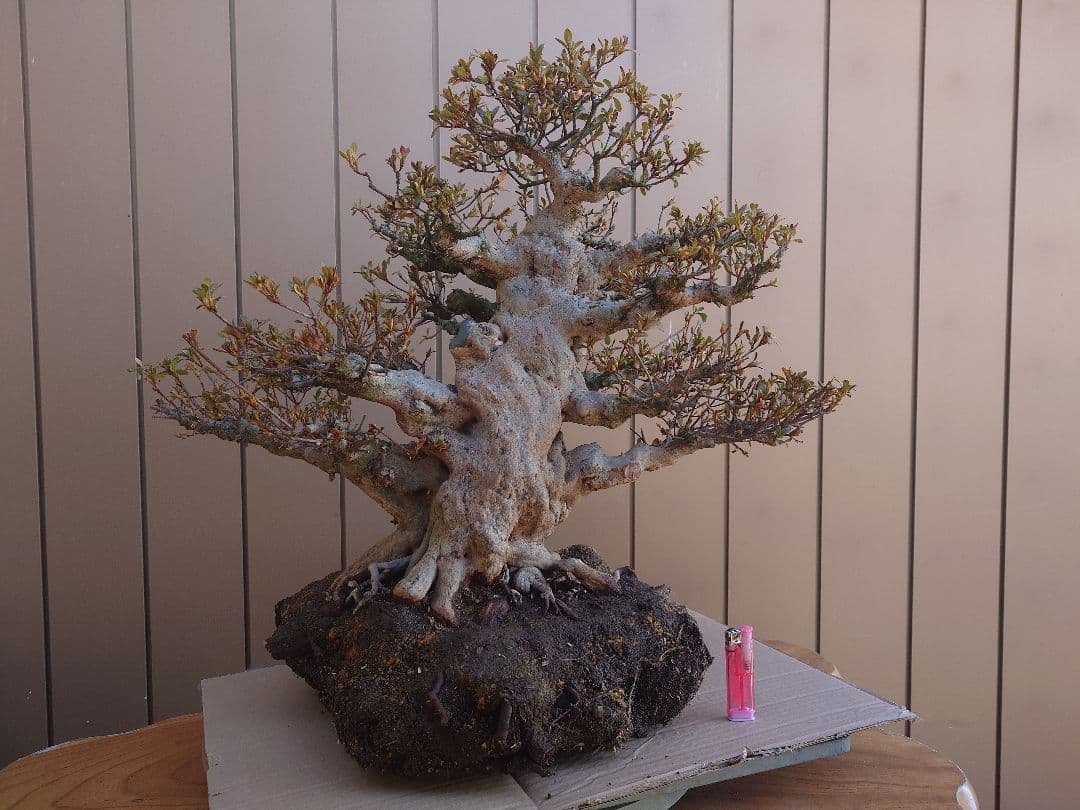 ハ*ル様 盆栽　皐月(五光)　樹高46cm Yahoo!オークション - 【趣味のさつき】古花の人気品種の太物中品 「五