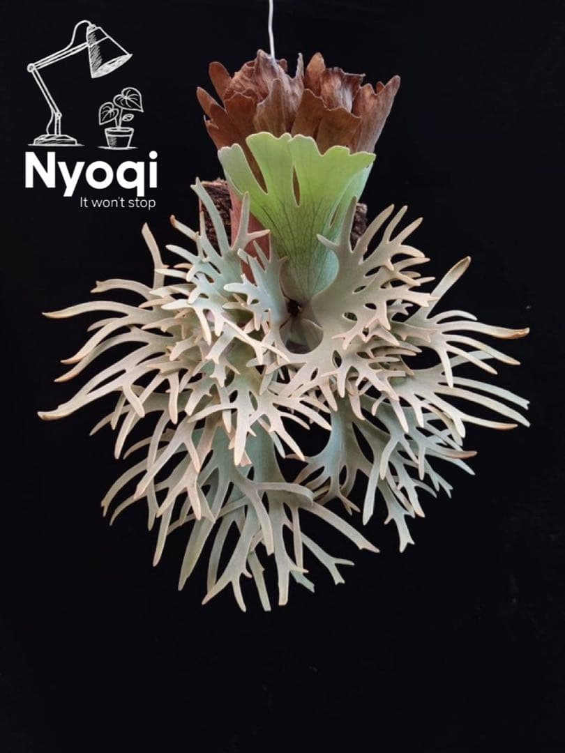 P.Yellow Moon Dwarf Totoro' （spore）【98】 - メルカリ