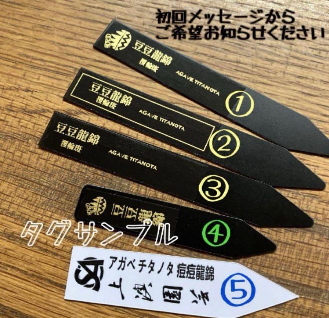 速達【鉢ごと発送】希少 活着間近 安定株 アガべ 豆豆龍錦 覆輪斑 TC