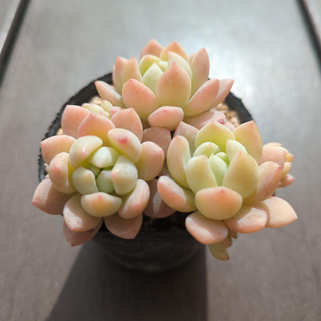 多肉植物 スモールピーチ 3苗 抜き苗 - メルカリ