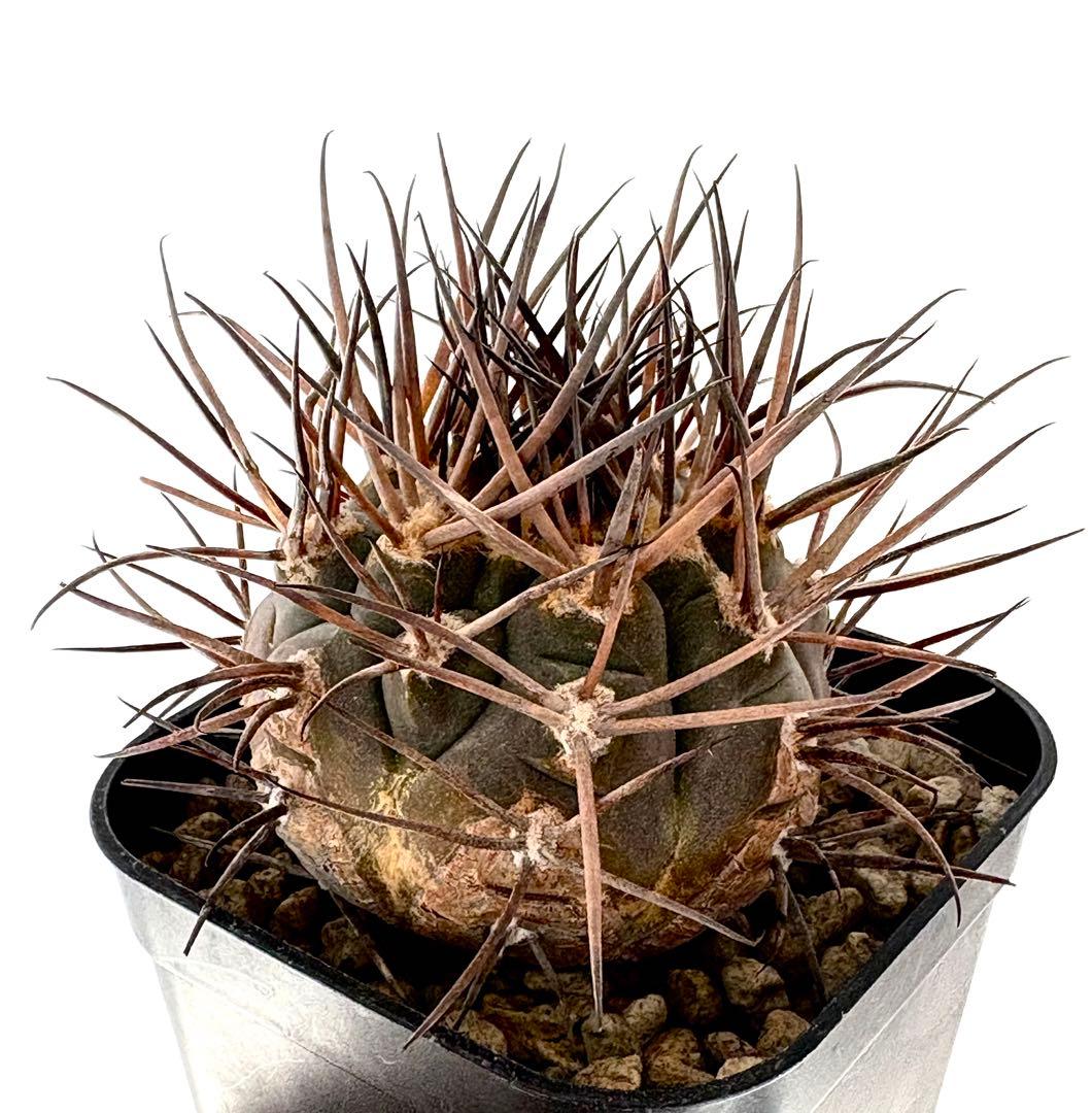 コレクション】ギムノカリキウム 守金魔天竜 幅5.5㎝ 未発根 No.54