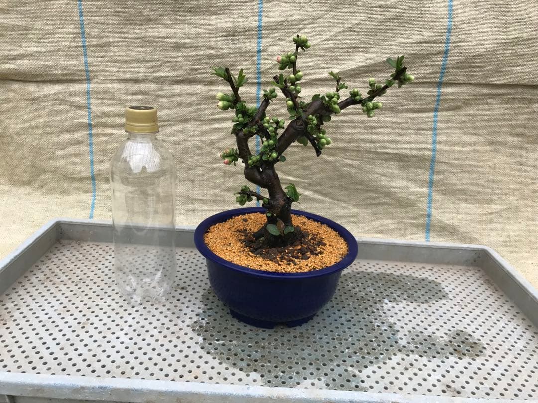 木瓜(ボケ)・放春花 華宴 6寸(咲分け保証品) - メルカリ