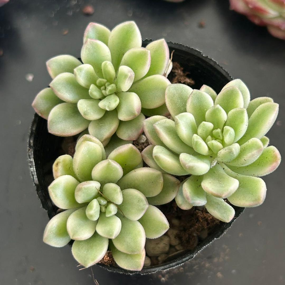 多肉植物 エケベリア タロック錦 3苗セット 抜き苗 ② - メルカリ