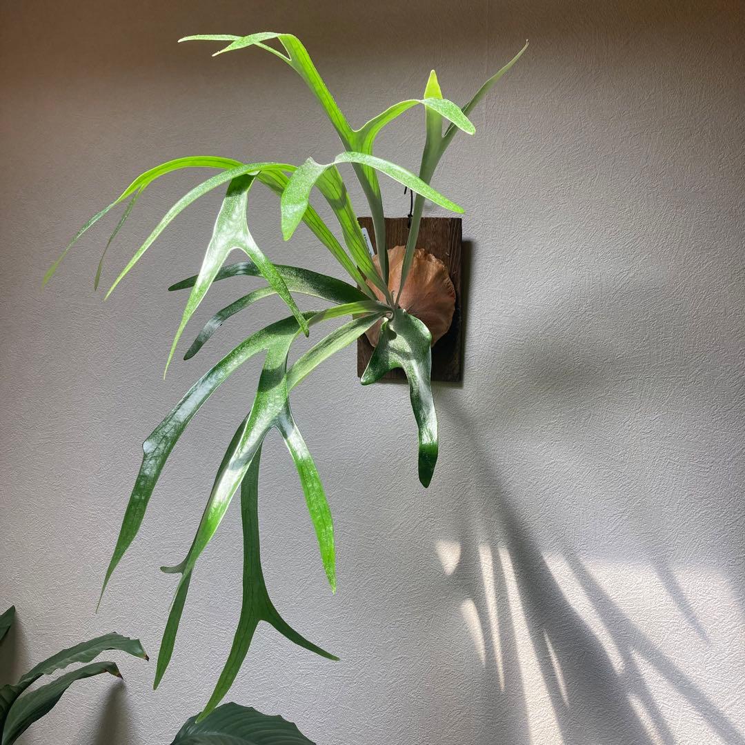P. ′Mulford′ 子株 ムルフォード ビカクシダ 観葉植物 - メルカリ