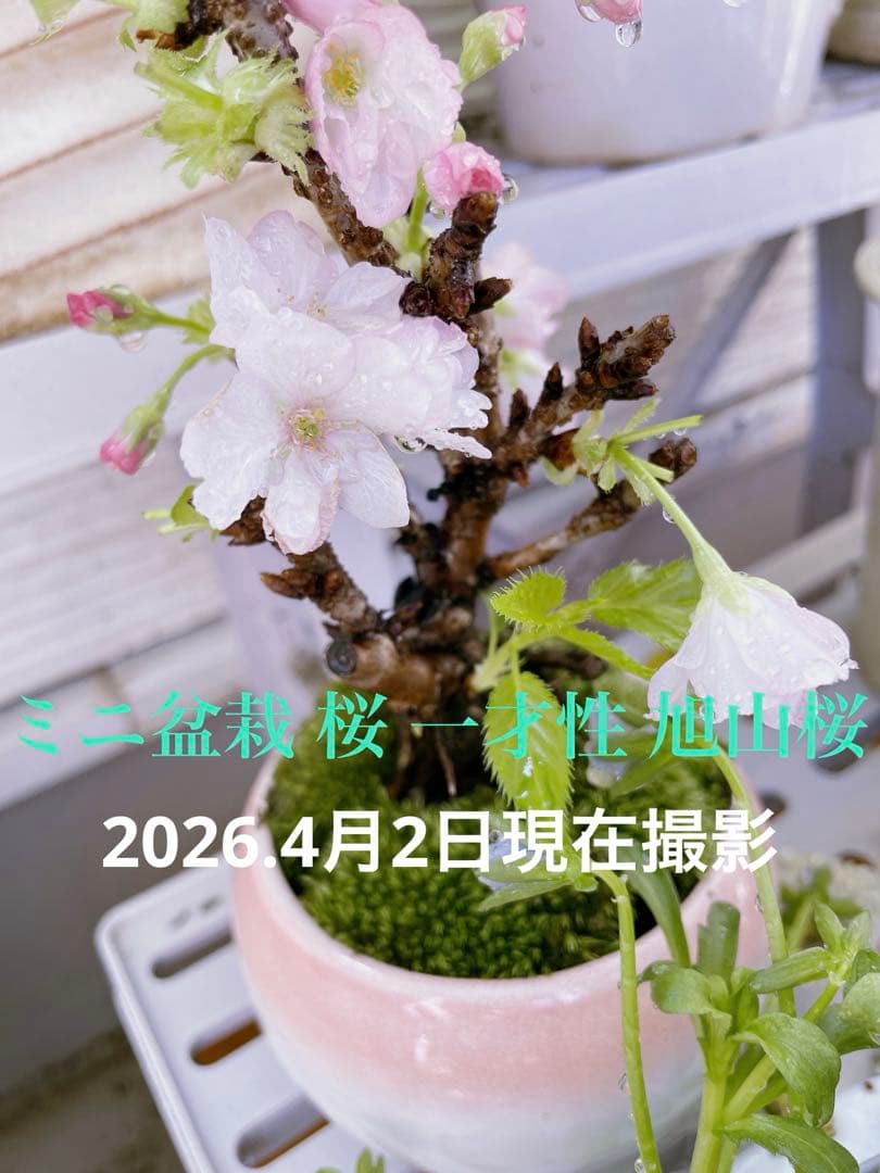 ミニ盆栽 桜 一才性 旭山桜 一才桜(旭山) の盆栽を販売｜はじめる専門店 盆栽妙 – 盆栽妙 本店