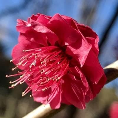 《現品》鹿児島紅梅（カゴシマコウバイ）樹高1.7ｍ（根鉢含まず）31【花梅苗木】