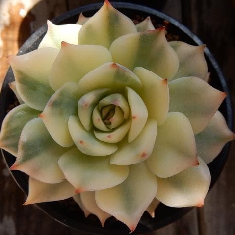ピンクチップ錦♥マジョリカ♥　多肉植物　エケベリア ピンクチップス 多肉植物 エケベリア 1 その他インテリア雑貨 多肉の