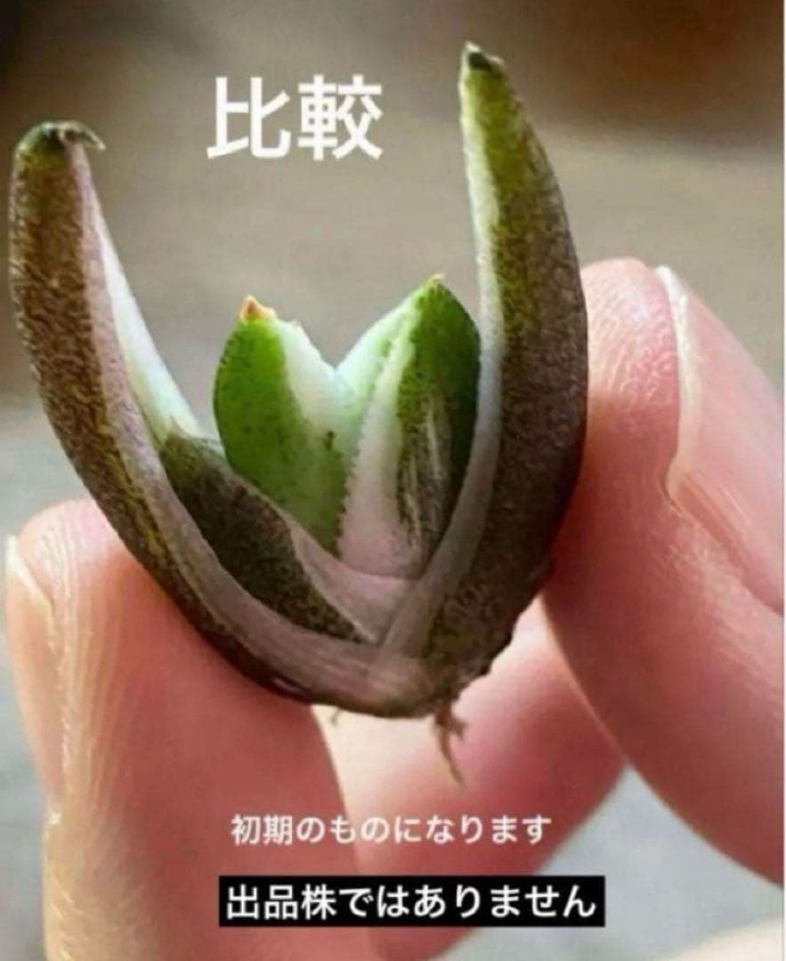 G*n様 希少【週末オークション】②匿名配送　アガべ　豆豆龍錦　覆輪斑　TC