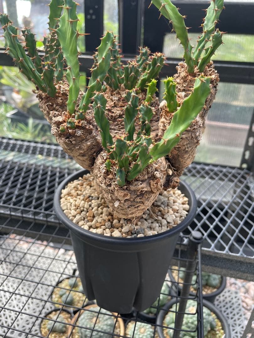 ユーフォルビア クラビゲラ Euphorbia clavigera ユーフォルビア クラビゲラ / Euphorbia clavigera / KN1037 |