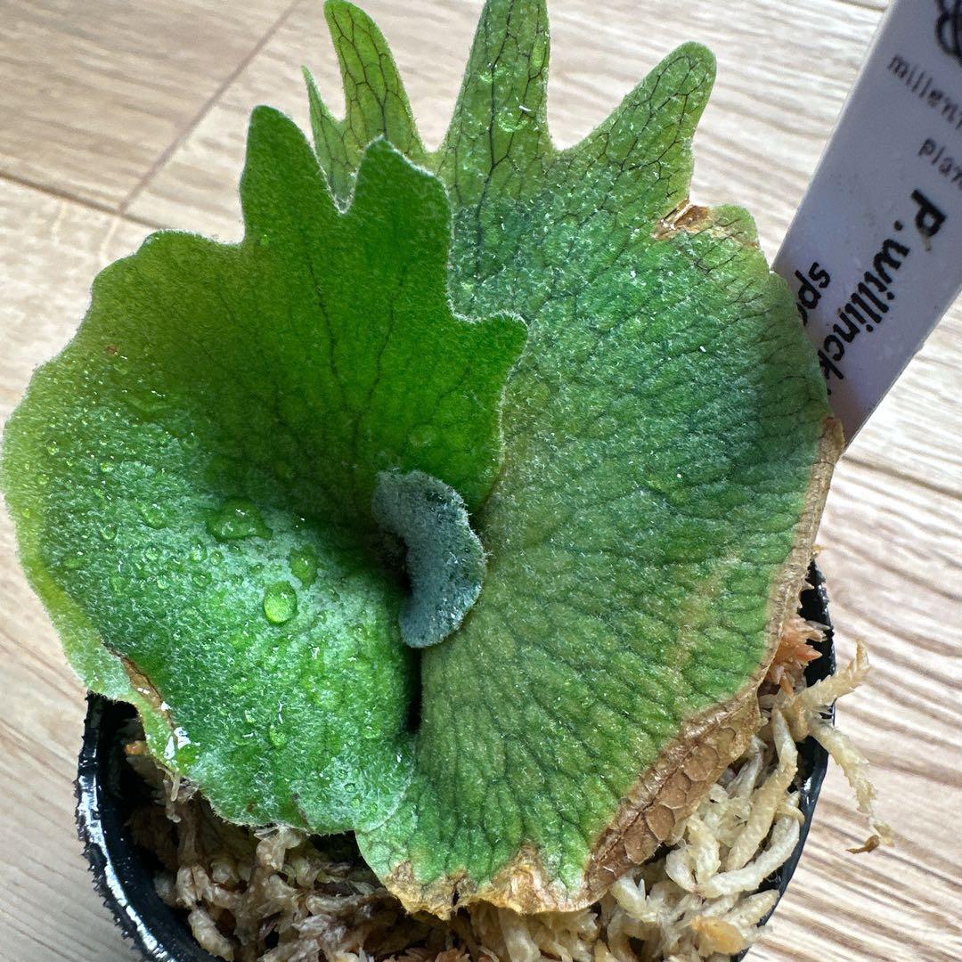ビカクシダ P.willinckii nano spore スポア 胞子培養 - メルカリ