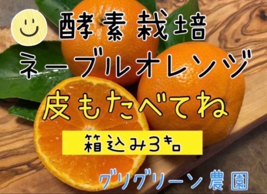 酵素栽培 ネーブル 瀬戸田 広島県 皮も食べてオランジェット 国産