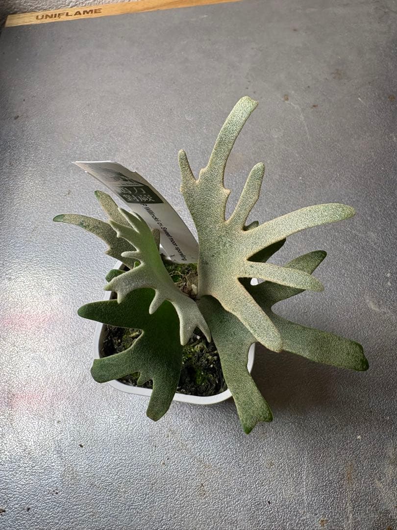 P. Willincki cv.Sweet moon sporeling - メルカリ