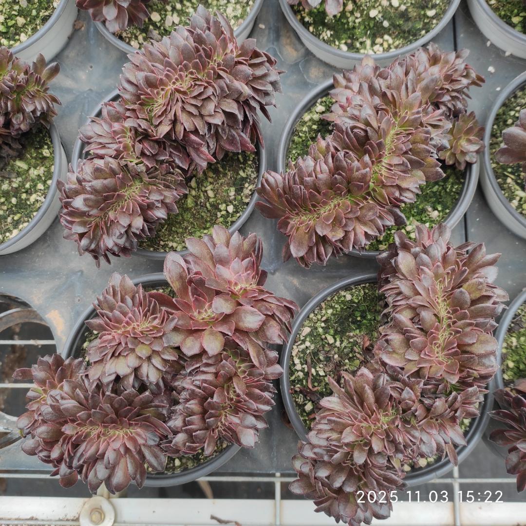 Top【選抜株】多肉植物　21309ブラック　ビューティー綴化24個鉢無し/脱土 黒プラ鉢 ブラックポット 10 サボテン 頑丈 おしゃれ 塊根植物 多肉 黒