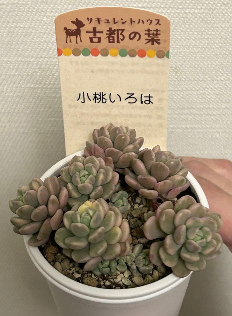 古都の葉さん 小桃いろは メルカリ便 札付き・抜き苗 - メルカリ