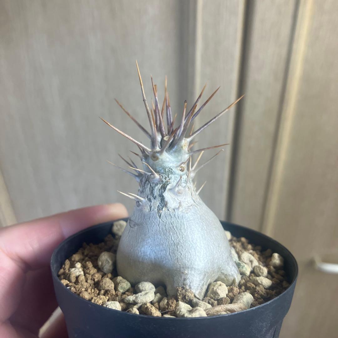パキポディウム　レアリー　実生　 塊根植物　コーデックス パキポディウム レアリー 実生 塊根植物 コーデックス - メルカリ