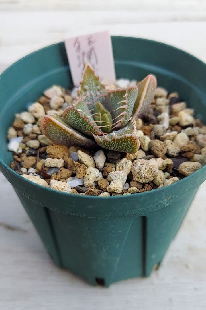 フォーカリア狂乱怒涛hyb.(seedling)1 - メルカリ