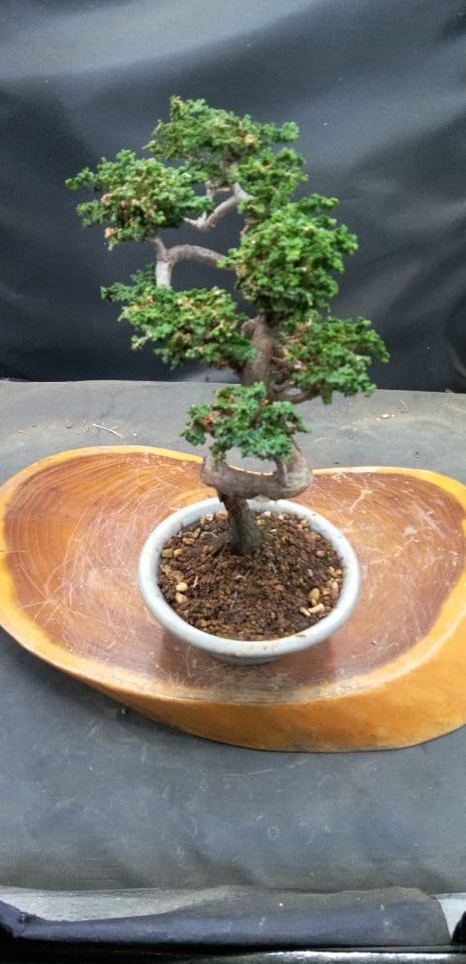 小品盆栽石化檜 盆栽・石化檜 Bonsai Japanese Cypress・Sekahinoki – bonsailife686868