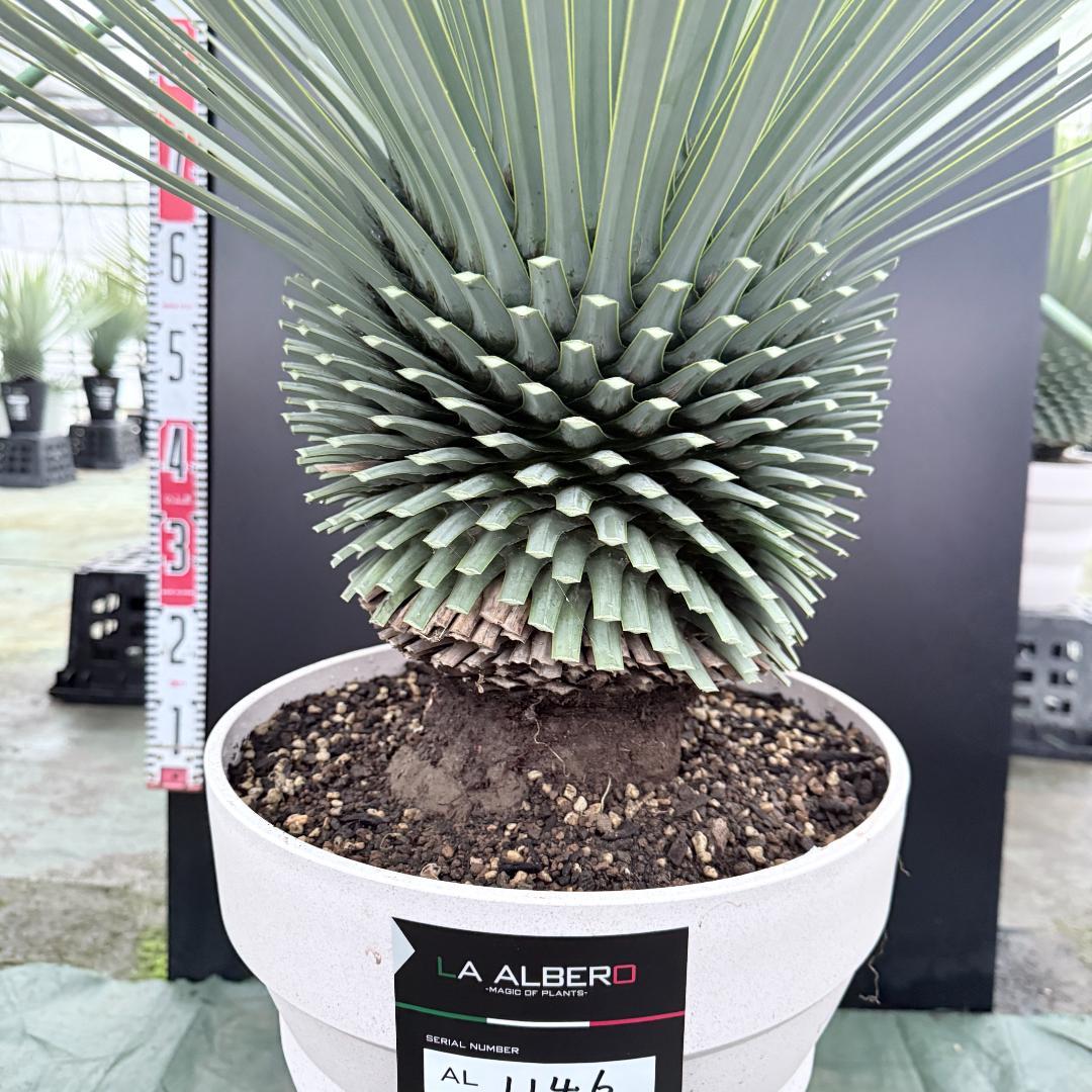 AL1146】ユッカ ロストラータ ホワイト個体 【ALBEROホワイト祭り】