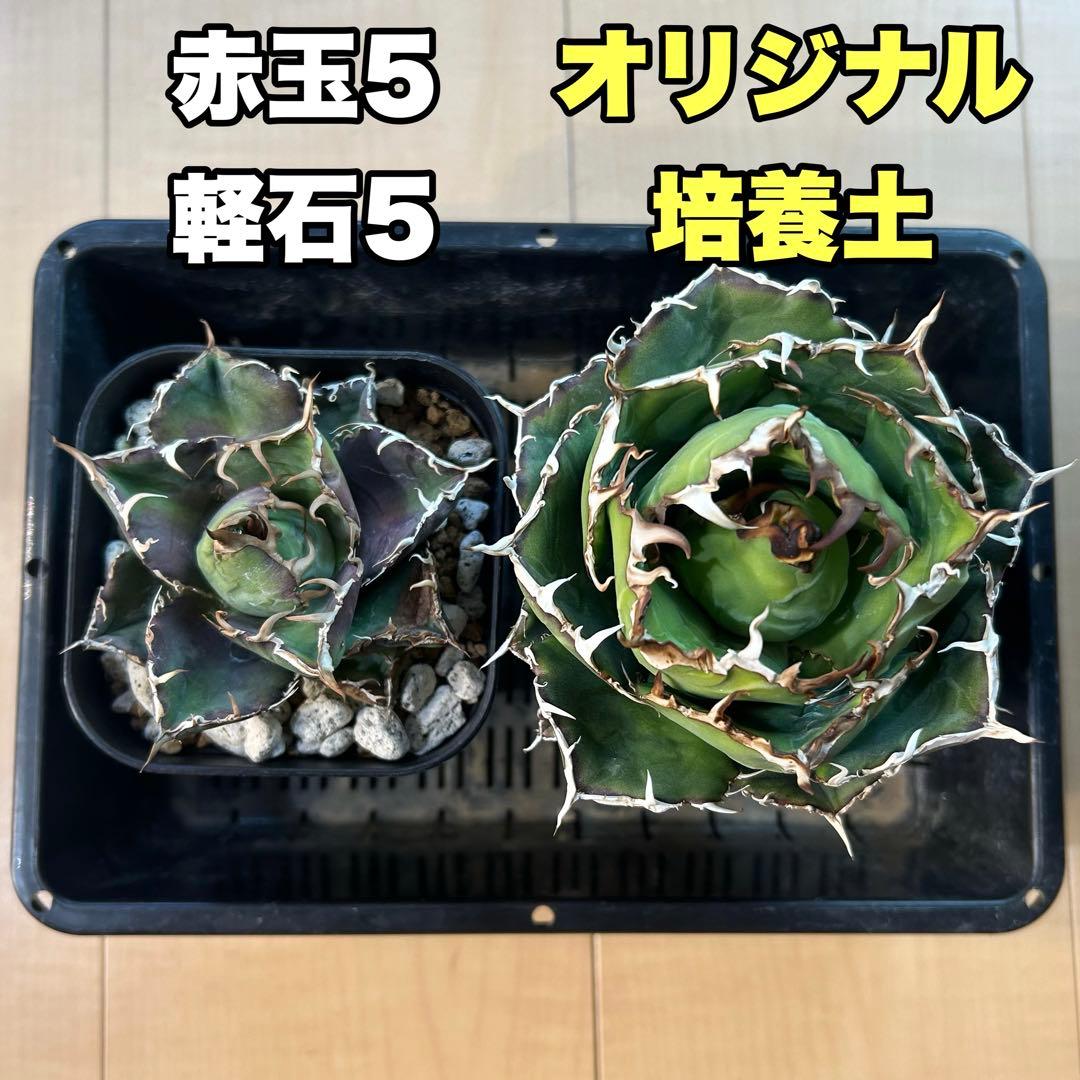 オリジナル 培養土 1200g - メルカリ