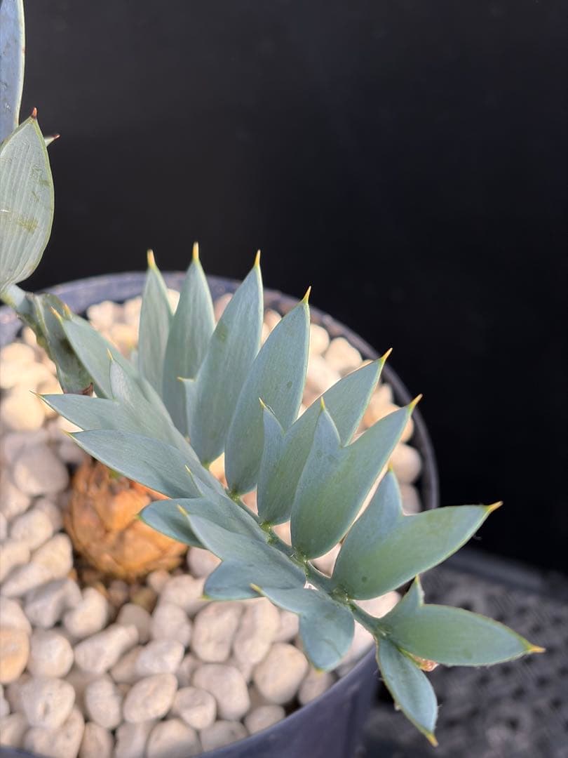 極美/塊根植物】ステファニア カウィーサキー 鉢植え 観葉植物 【極美