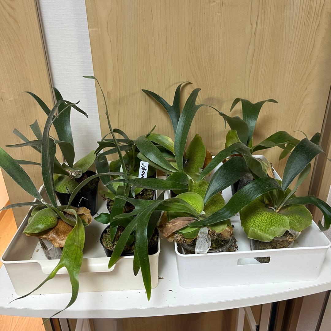 9株セット　willinckii Banna#A ビカクシダ　バンナ　エー Platycerium Banna #A (pup) ビカクシダ バンナ #A (子株) ビカ