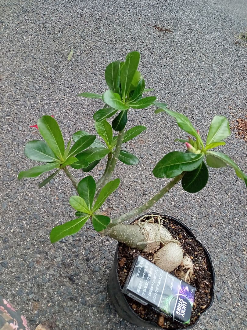 開花開始 アデニウム 花芯は白のグラデーション